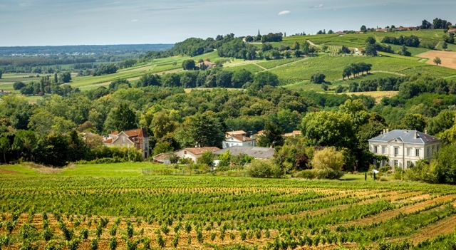 vignoble-sauternes-gironde-credits-thomas-launois- Fotolia.com.jpg