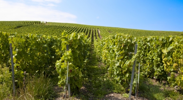 vigne-pinot-noir.jpg