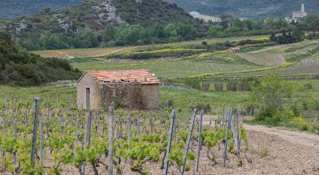 vignoble-de-patrimonio-corse-Fotolia.com.jpg