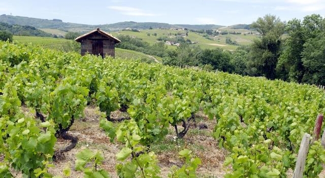Beaujolais-le-vignoble-Fotolia.com.jpg