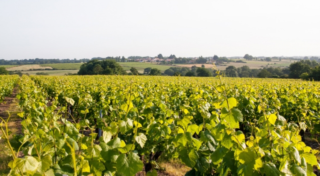 terroir.jpeg