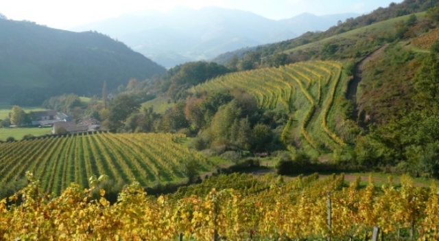 domaine-Arretxea-irouleguy.jpg
