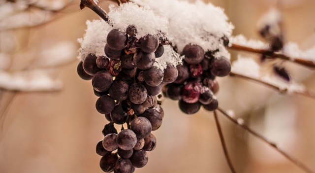 raisin-vin-de-glace-eiswein.jpg