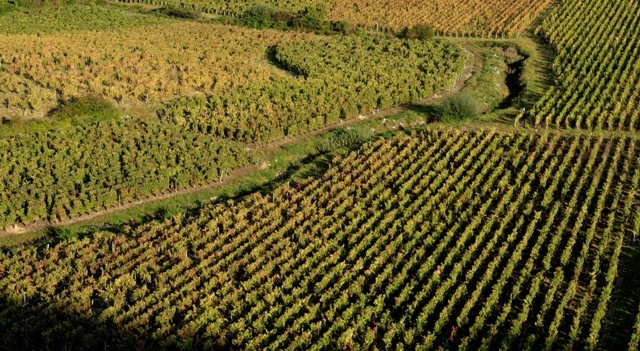 vignoble-bourgogne-climats-photongrandcru- Fotolia.com.jpg