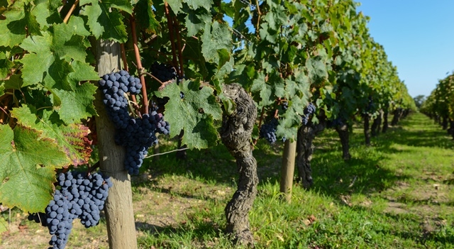 vignes-Medoc-Fotolia.com.jpg