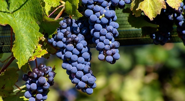grappes-de-malbec-credits-Fotolia.com.jpg