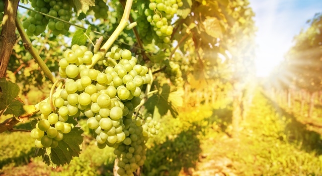 vignes-soleil.jpg