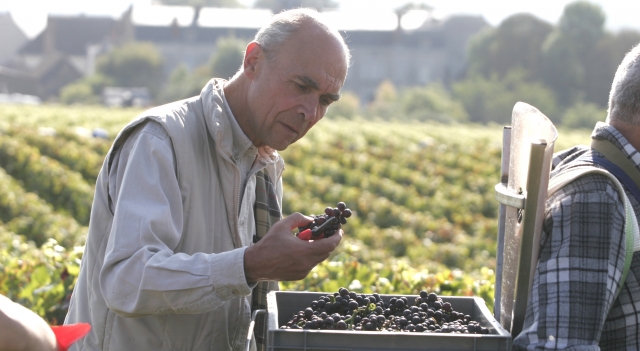 Aubert-de-Villaine-vendanges-a-la Romanée-Conti.jpg