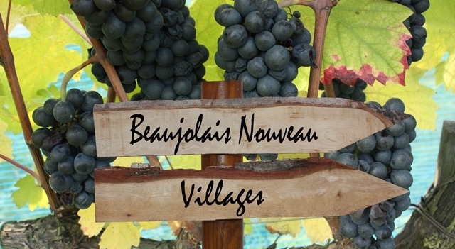 Beaujolais-nouveau-2015-Fotolia.com.jpg