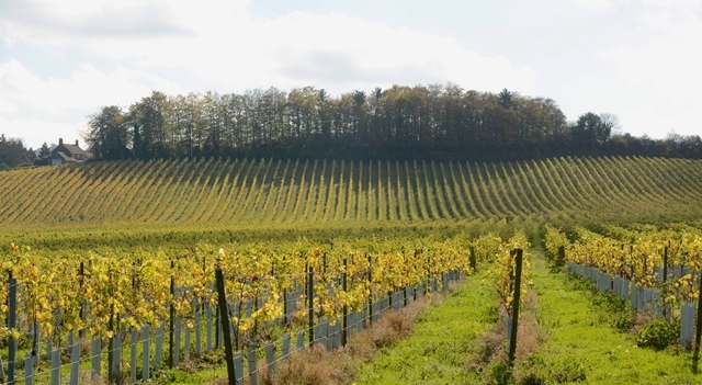 Vignes-Angleterre-.jpg