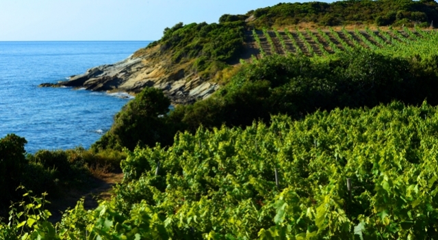 photo Claude Cruells_Domaine Pierreti_.jpg