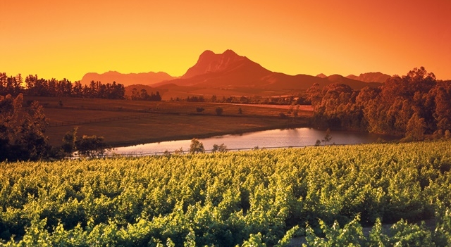 afrique-du-sud-vignoble-Fotolia.com.jpg