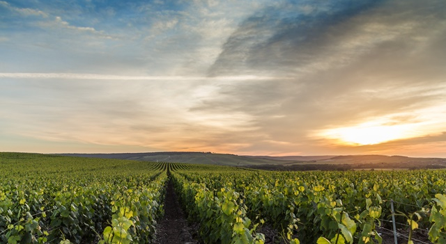 La-champagne-credits-alexey_fedoren-Fotolia.com.jpg