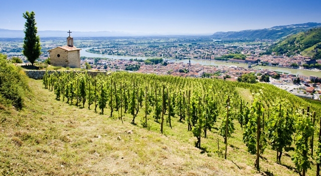 vignes-rhone.jpg