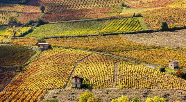 Vignes-près-de Beaujeu-Beaujolais-Fotolia.com.jpg