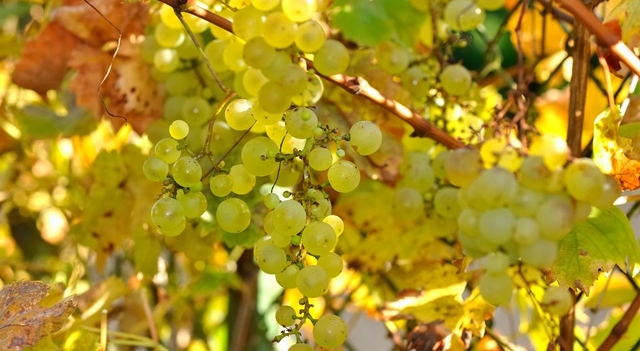 chasselas-de-moissac.jpg