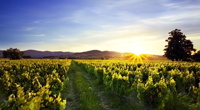 coucher-de-soleil-sur-vignes-et-monts-beaujolais.jpg