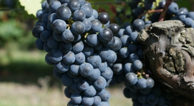 cabernet franc (© Patrick Touchais) - Copie.JPG