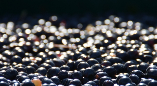 benne cabernet franc (© Patrick Touchais) - Copie.JPG