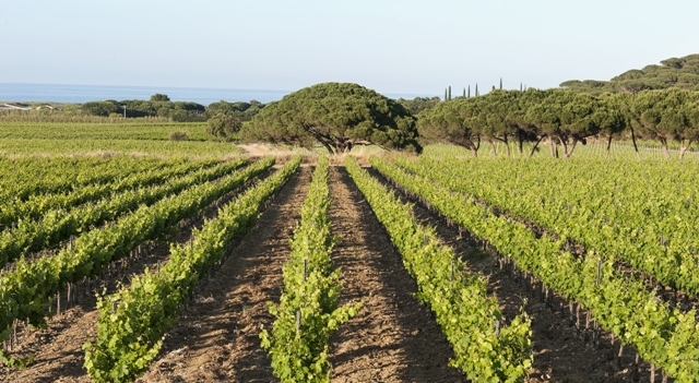 cotes_provence.jpg