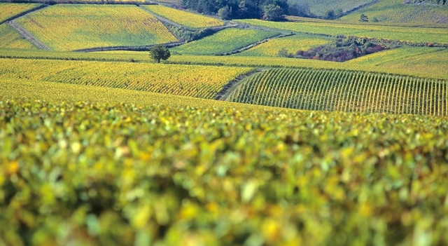 Vignes-en-automne-Chablis-Fotolia.com.jpg