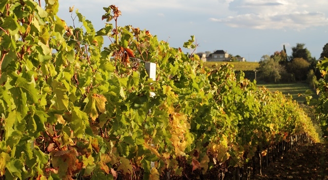 Vignoble-Bordelais-automne.jpg
