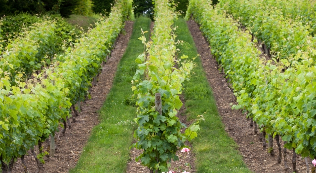vignoble-loire-sous-region-appellations-regionales-wjarek.jpg