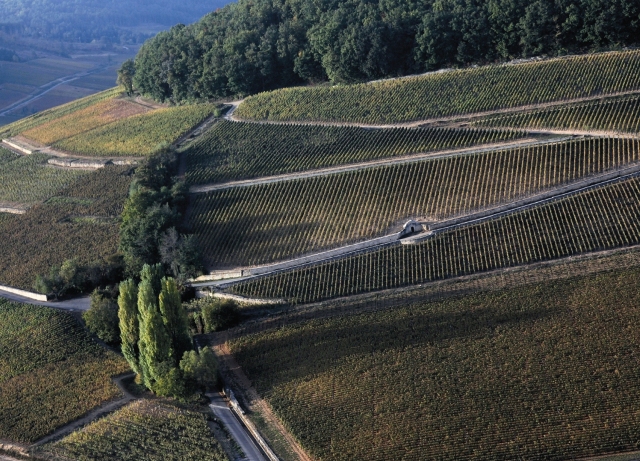 Colline de Corton - Bourgogne