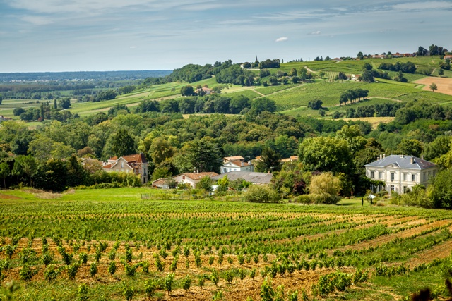 Vignoble dans le Sauternais