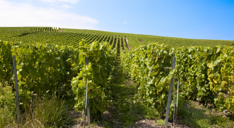 paysage vigne pinot noir