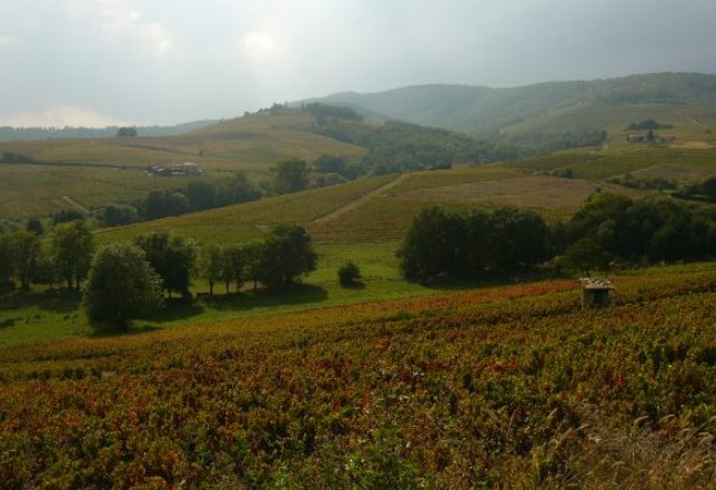 vigne-automne.jpeg