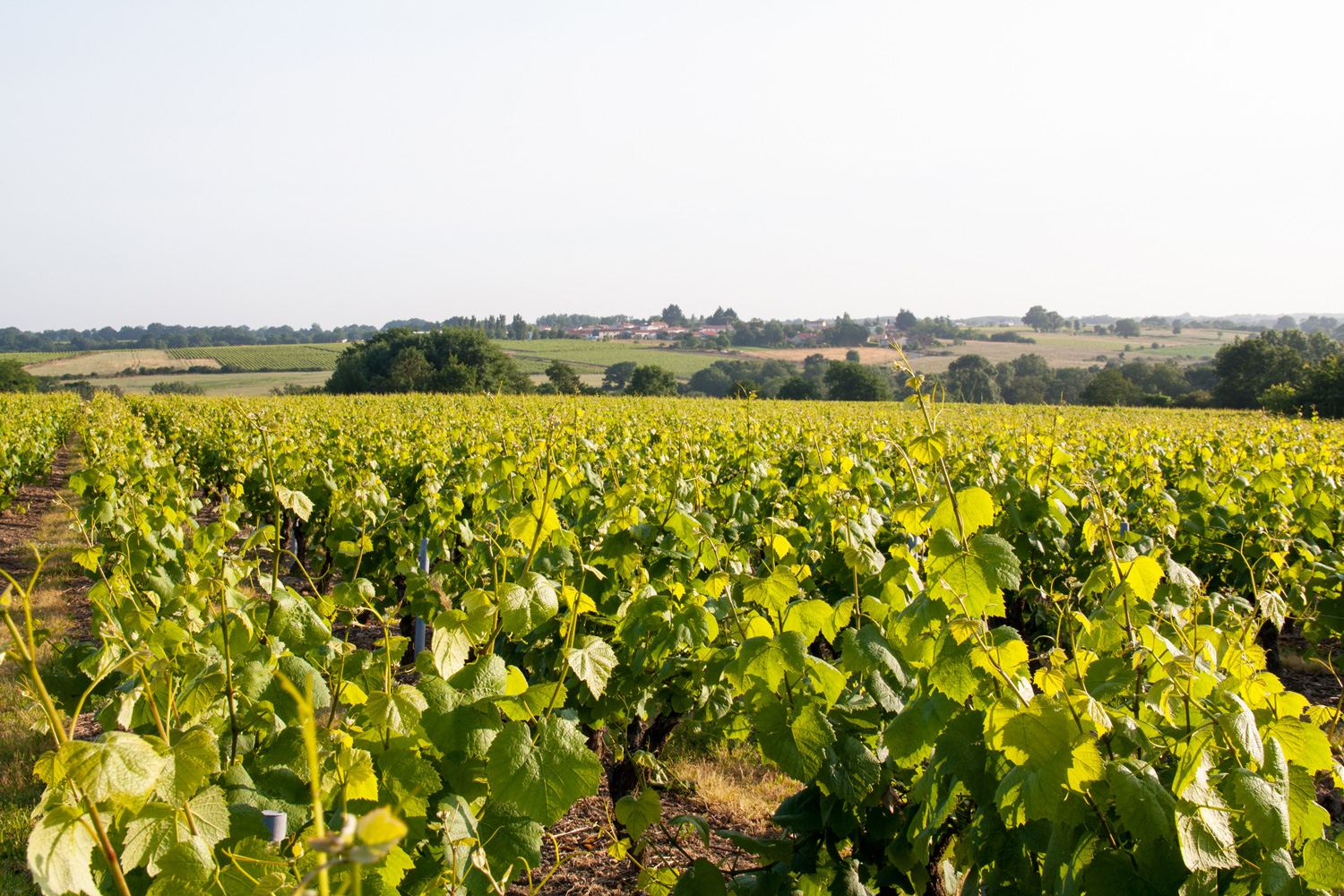 terroir.jpeg