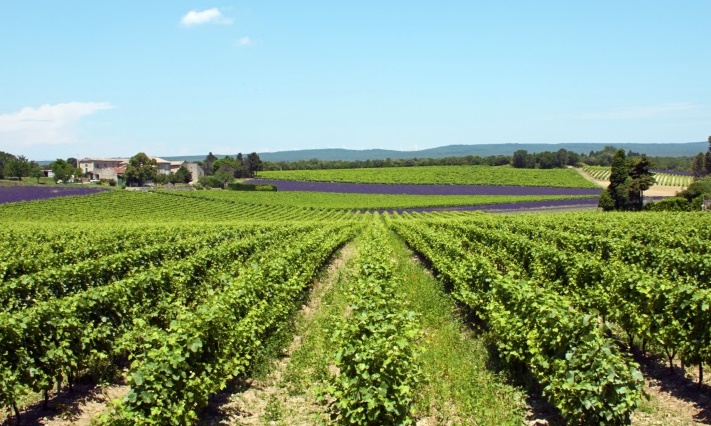 vignes en Provence