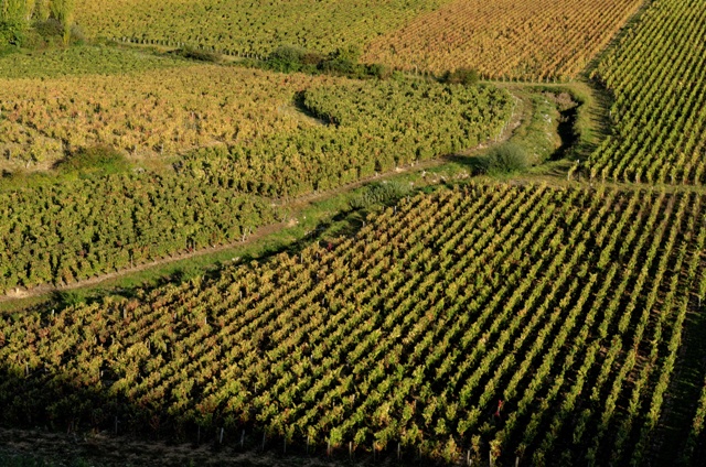 vignoble-bourgogne-climats-photongrandcru- Fotolia.com.jpg