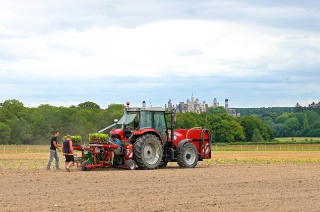 Plantation de pieds de vigne à Chambord