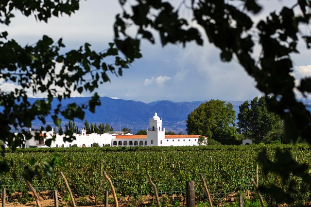 Argentine-vigne-Fotolia.com-sunsinger.jpg