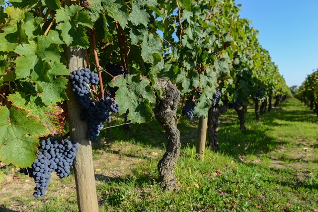 vignes dans le Médoc