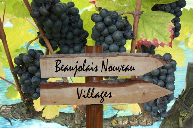 Beaujolais-nouveau-2015-Fotolia.com.jpg