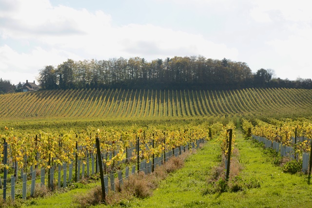 Paysage de vignes en Angleterre, en automne