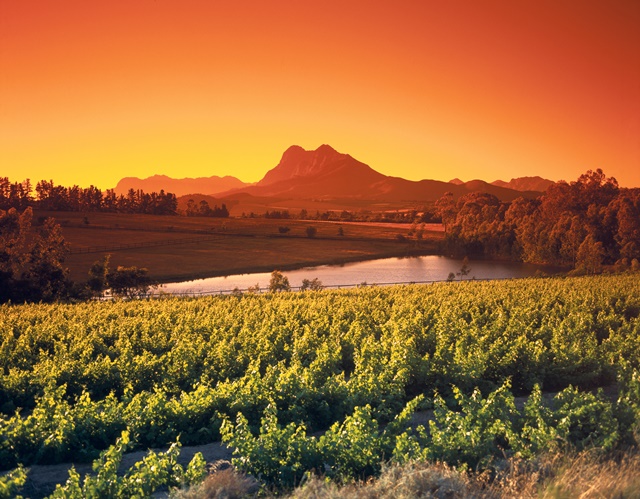 afrique-du-sud-vignoble-Fotolia.com.jpg