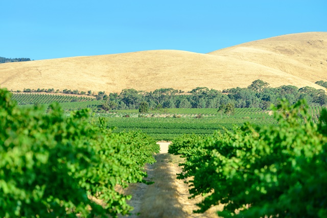Australie-vignoble.jpg