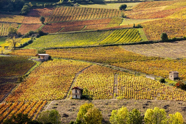 Vignes près de Beaujeu, Beaujolais, Rhône Alpes, France