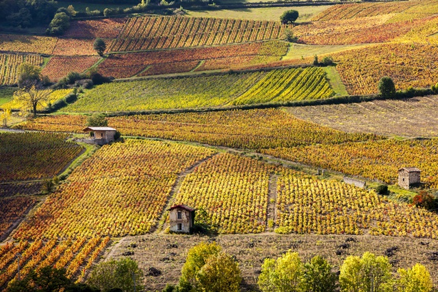 Vignes-près-de Beaujeu-Beaujolais-Fotolia.com.jpg Vignes près de Beaujeu, Beaujolais, Rhône Alpes, France