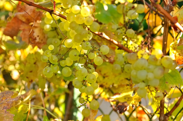 grappes de chasselas