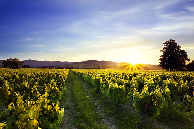 coucher-de-soleil-sur-vignes-et-monts-beaujolais.jpg
