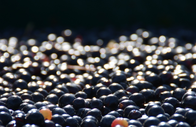 benne cabernet franc (© Patrick Touchais) - Copie.JPG