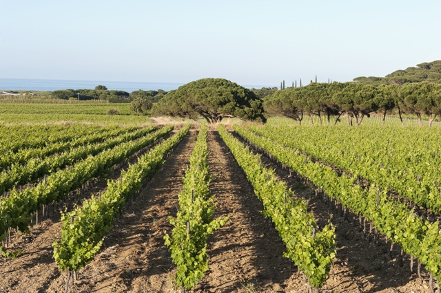 cotes_provence.jpg