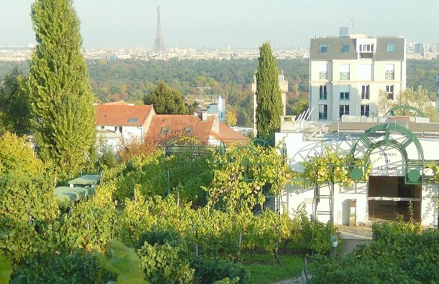 Le vignoble de Suresnes