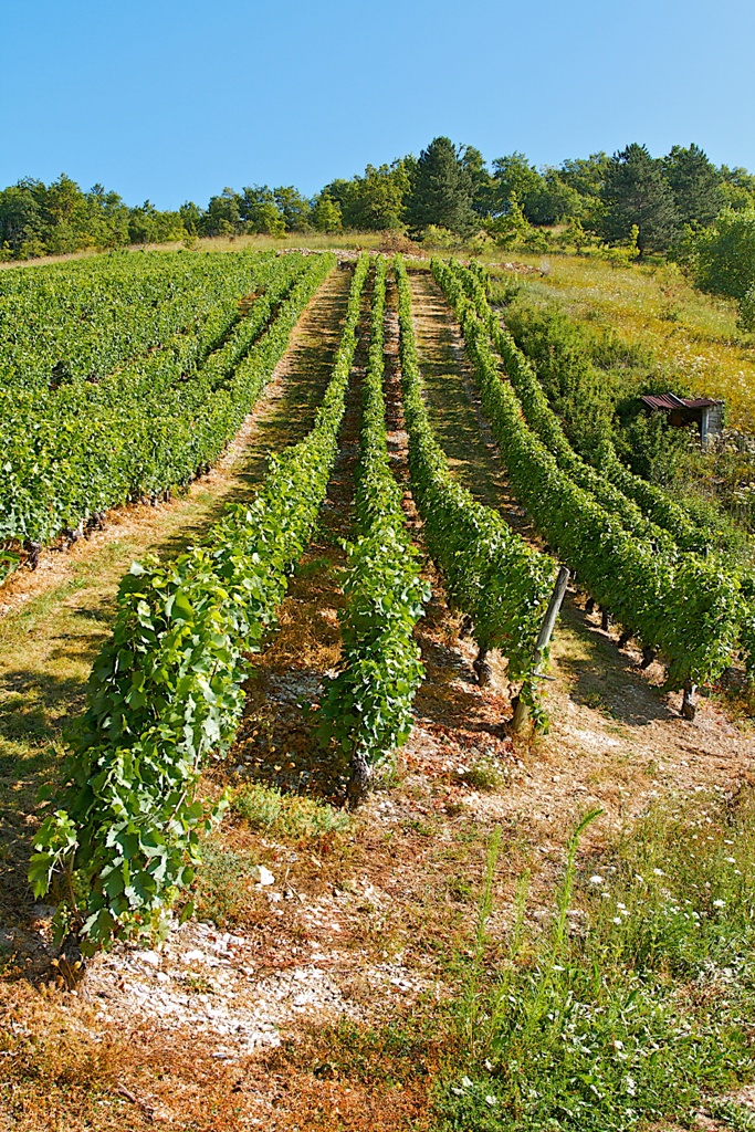 verticale-IGP-vins de pays.jpg vignoble de savoie