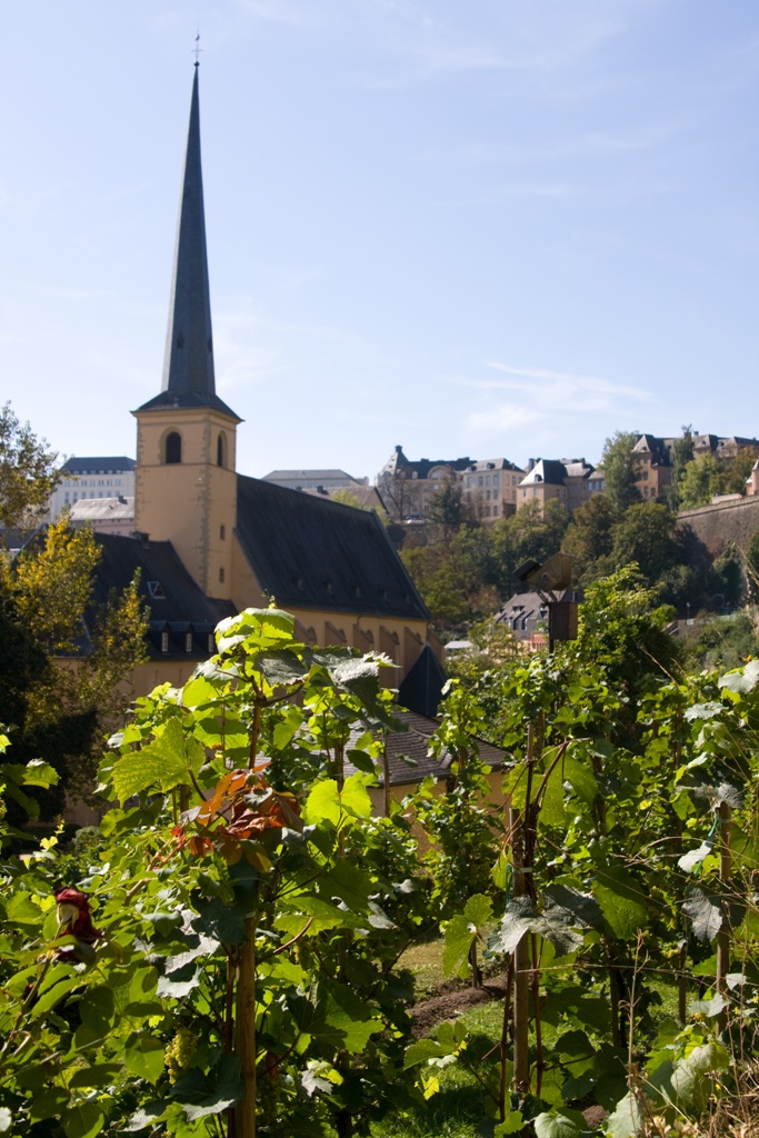 vigne dans un village luxembourgeois
